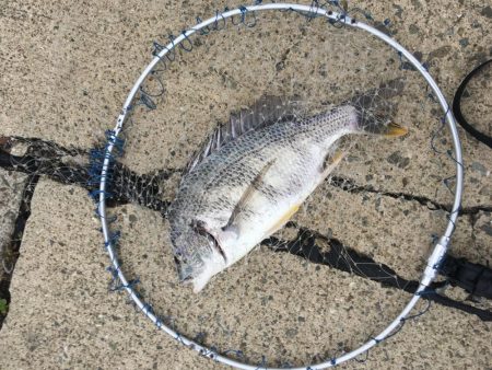 落とし込みでキビレ