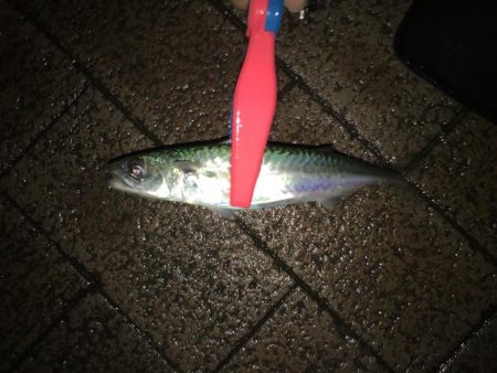 スプリットリグアジング