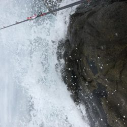 ヒラスズキくん