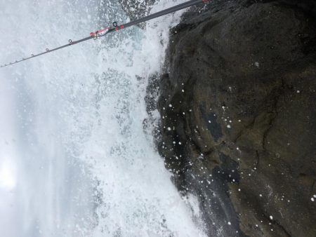 ヒラスズキくん