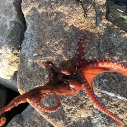 オクトパッシング