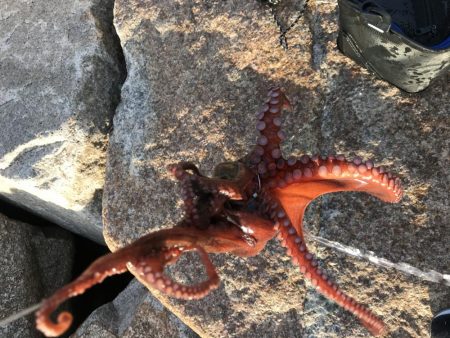 オクトパッシング