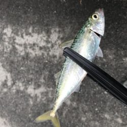 安定の人の多さ