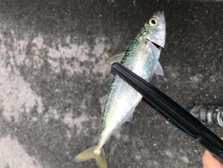 安定の人の多さ