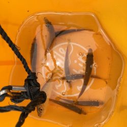 ファミリーフィッシング