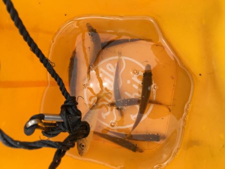 ファミリーフィッシング