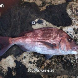 予想外のゲスト