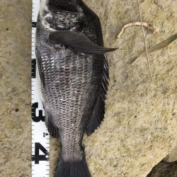 イチノ兄弟、釣果!