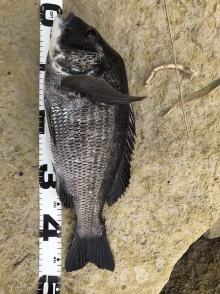 イチノ兄弟、釣果!