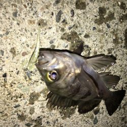 ランガンメバル