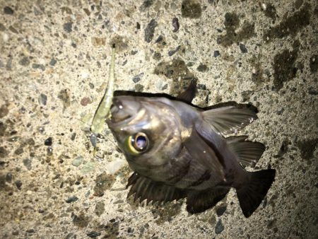 ランガンメバル