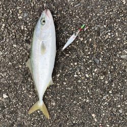 やっぱり朝マヅメ