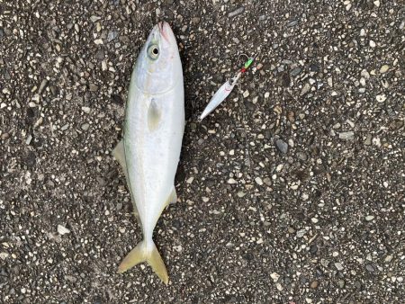 やっぱり朝マヅメ