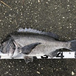 イチノ兄弟、釣果！