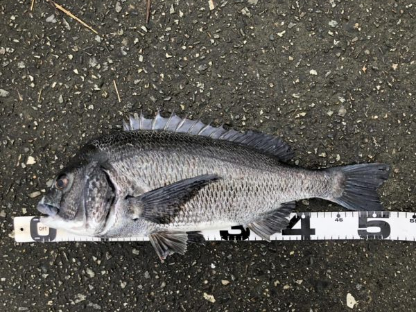 イチノ兄弟、釣果！