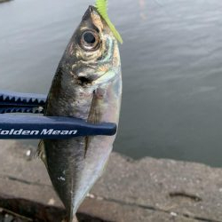 アジング&タコ♪