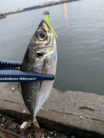 アジング&タコ♪