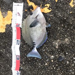 南国色々!デカウツボ多数…