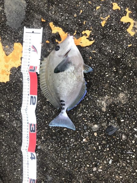 南国色々!デカウツボ多数…