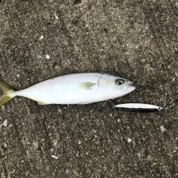 中タコ、スーツバ