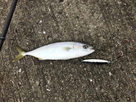 中タコ、スーツバ