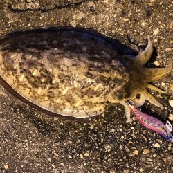 1キロのコウイカ