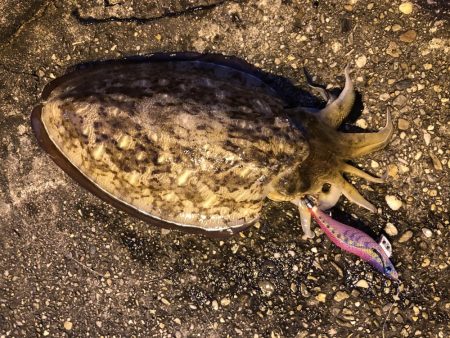 1キロのコウイカ