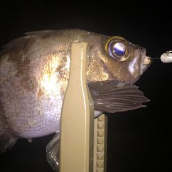 まさかの五目釣達成‼️