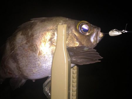 まさかの五目釣達成‼️