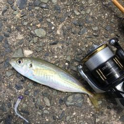 渋い渋いデイアジング