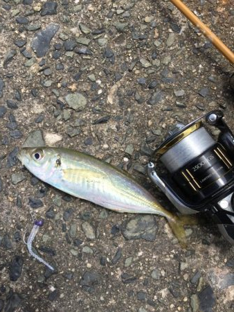 渋い渋いデイアジング