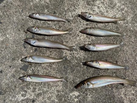 梅雨の晴れ間にキス釣り！