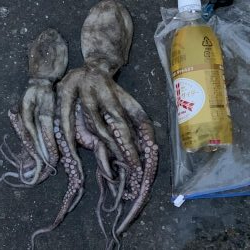 ちょっとタコ・アジ探し♪