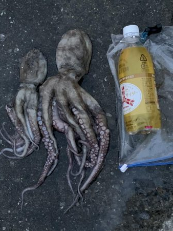 ちょっとタコ・アジ探し♪