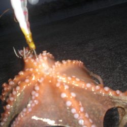 小さい蛸おったで