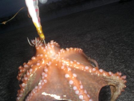 小さい蛸おったで