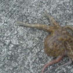 水潮・タコいた