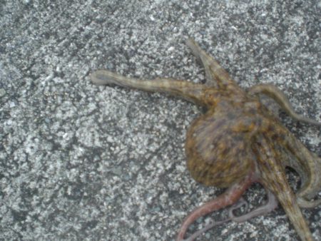 水潮・タコいた