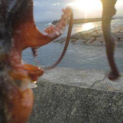 雨の隙間のタコ