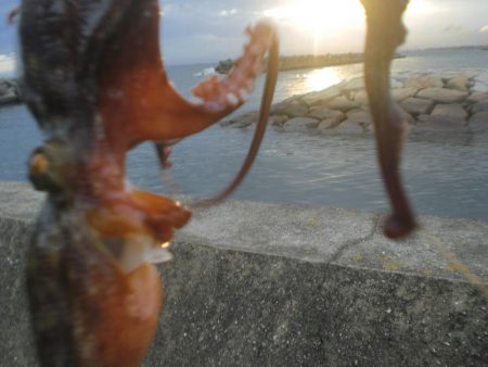 雨の隙間のタコ
