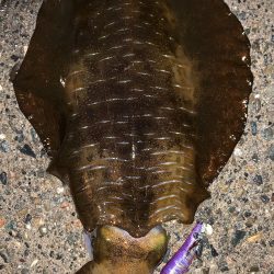 春烏賊まだ居ます