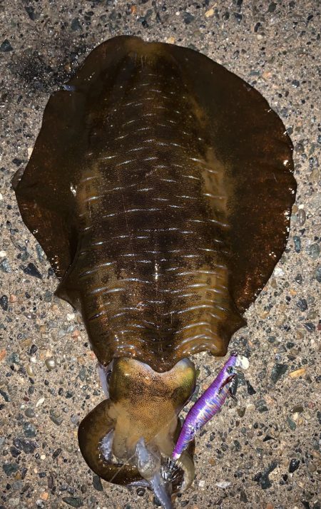 春烏賊まだ居ます