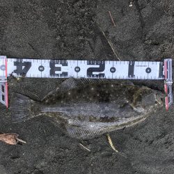 ギリギリヒラメちゃん