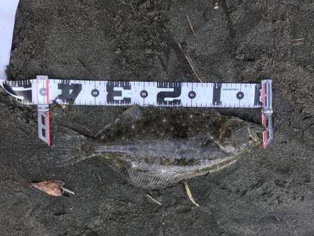 ギリギリヒラメちゃん