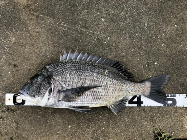 イチノ兄弟、釣果!