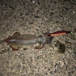 ダイケンキャッチ