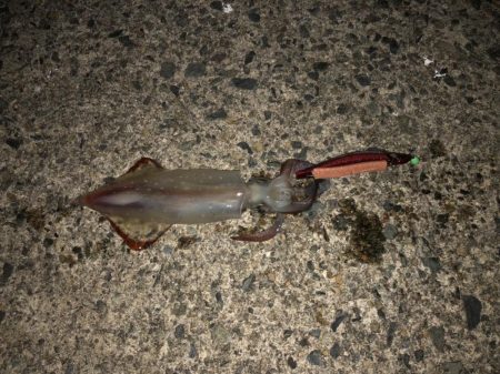 ダイケンキャッチ