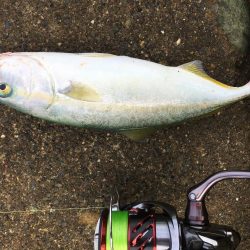 千田漁港でメジロ