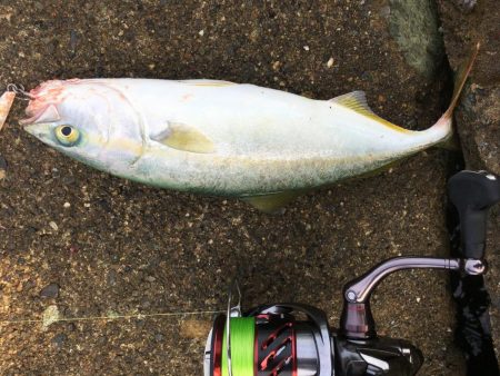 千田漁港でメジロ