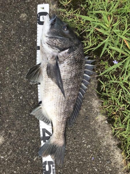 イチノ兄弟、釣果!